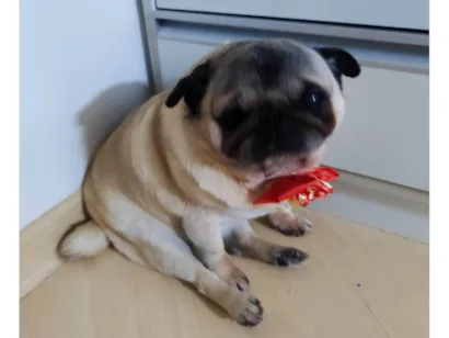 Cachorro raça Pug idade 6 ou mais anos nome Babaloo