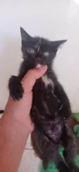Gato ra a SRD-ViraLata idade Abaixo de 2 meses nome Pretinho