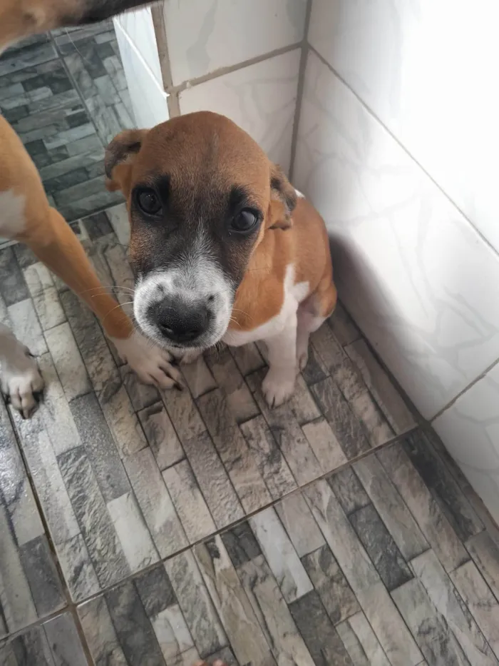 Cachorro ra a SRD-ViraLata idade 2 a 6 meses nome Atlas 