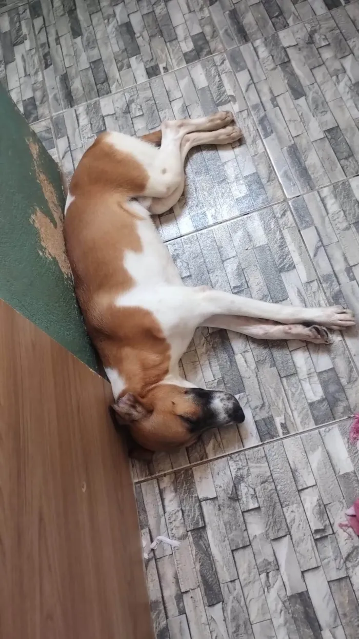 Cachorro ra a SRD-ViraLata idade 2 a 6 meses nome Atlas 