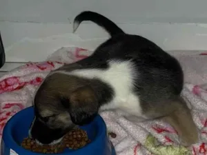 Cachorro raça SRD-ViraLata idade 2 a 6 meses nome zoio