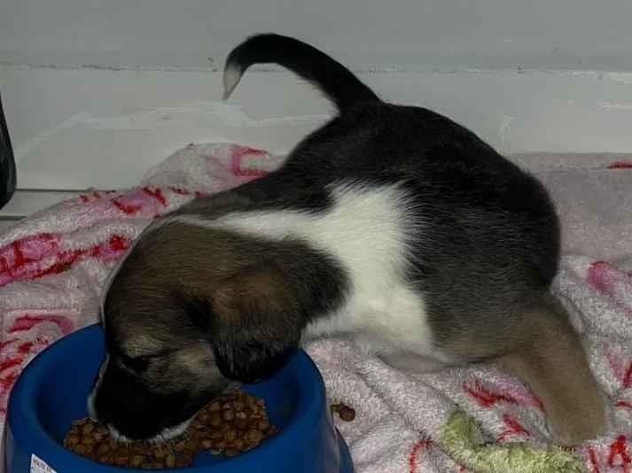 Cachorro ra a SRD-ViraLata idade 2 a 6 meses nome zoio