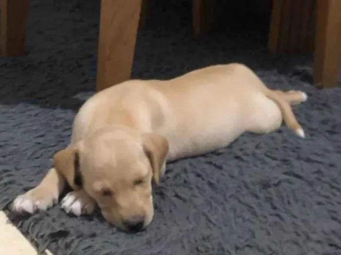 Cachorro ra a Labrador idade Abaixo de 2 meses nome Nala 