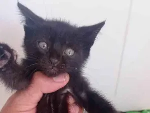 Gato raça SRD-ViraLata idade Abaixo de 2 meses nome Pretinho