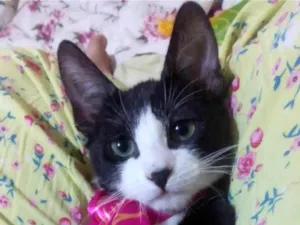 Gato raça SRD-ViraLata idade 2 a 6 meses nome Gatinha izy