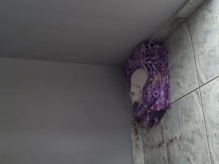 Gato ra a SRD-ViraLata idade 2 a 6 meses nome mingau