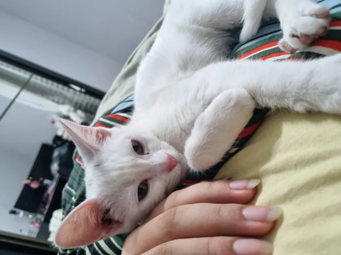 Gato ra a SRD-ViraLata idade 2 a 6 meses nome mingau