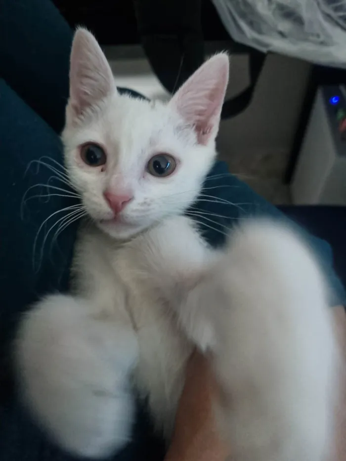 Gato ra a SRD-ViraLata idade 2 a 6 meses nome mingau