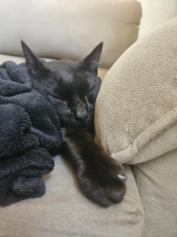 Gato ra a SRD-ViraLata idade 2 a 6 meses nome Banguela 