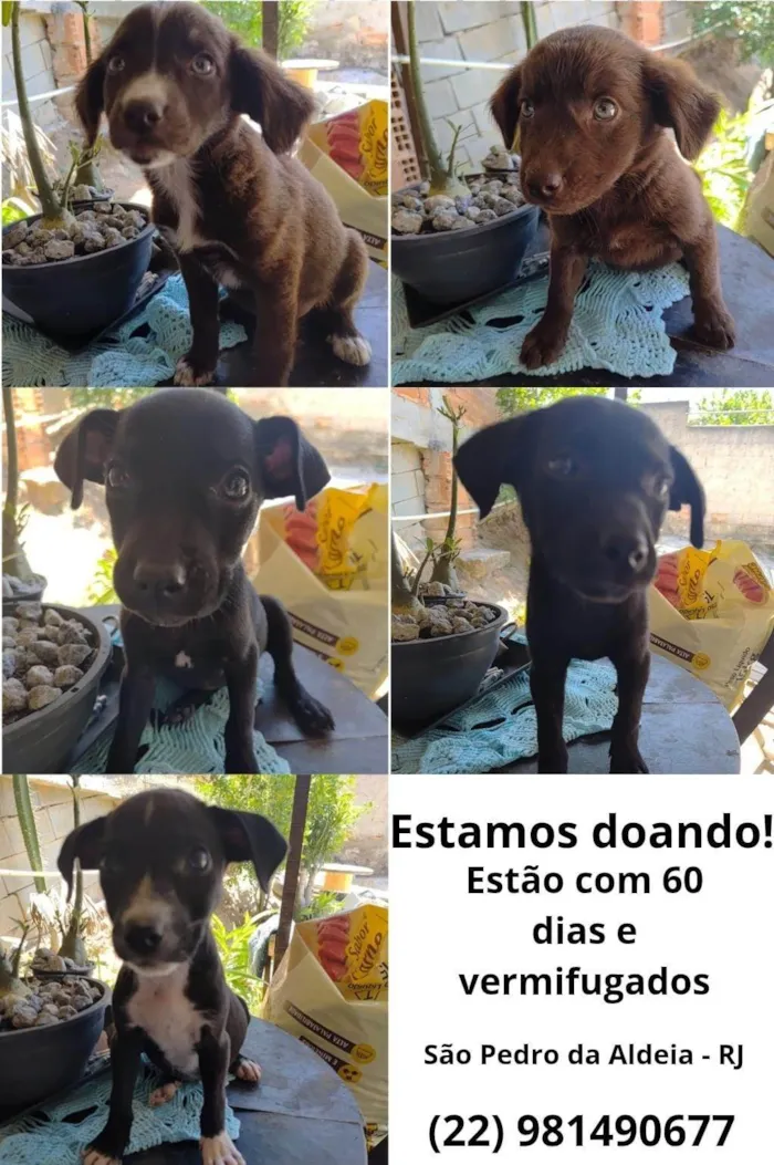 Cachorro ra a SRD-ViraLata idade 2 a 6 meses nome Filhotes