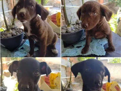 Cachorro raça SRD-ViraLata idade 2 a 6 meses nome Filhotes