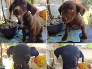 Cachorro ra a SRD-ViraLata idade 2 a 6 meses nome Filhotes