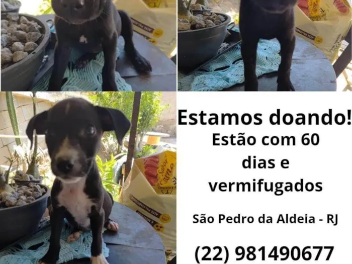Cachorro ra a SRD-ViraLata idade 2 a 6 meses nome Filhotes