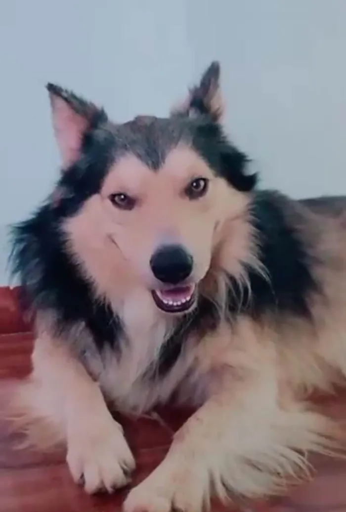 Cachorro ra a SRD-ViraLata idade 4 anos nome Ayslan 