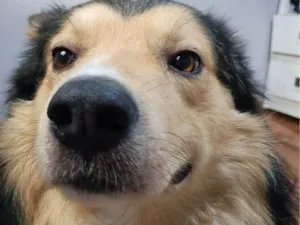 Cachorro raça SRD-ViraLata idade 4 anos nome Ayslan 