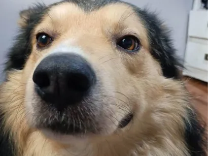 Cachorro raça SRD-ViraLata idade 4 anos nome Ayslan 