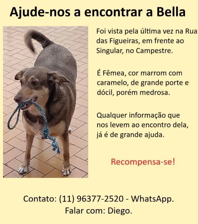 Cachorro ra a SRD-ViraLata idade 6 ou mais anos nome Bella