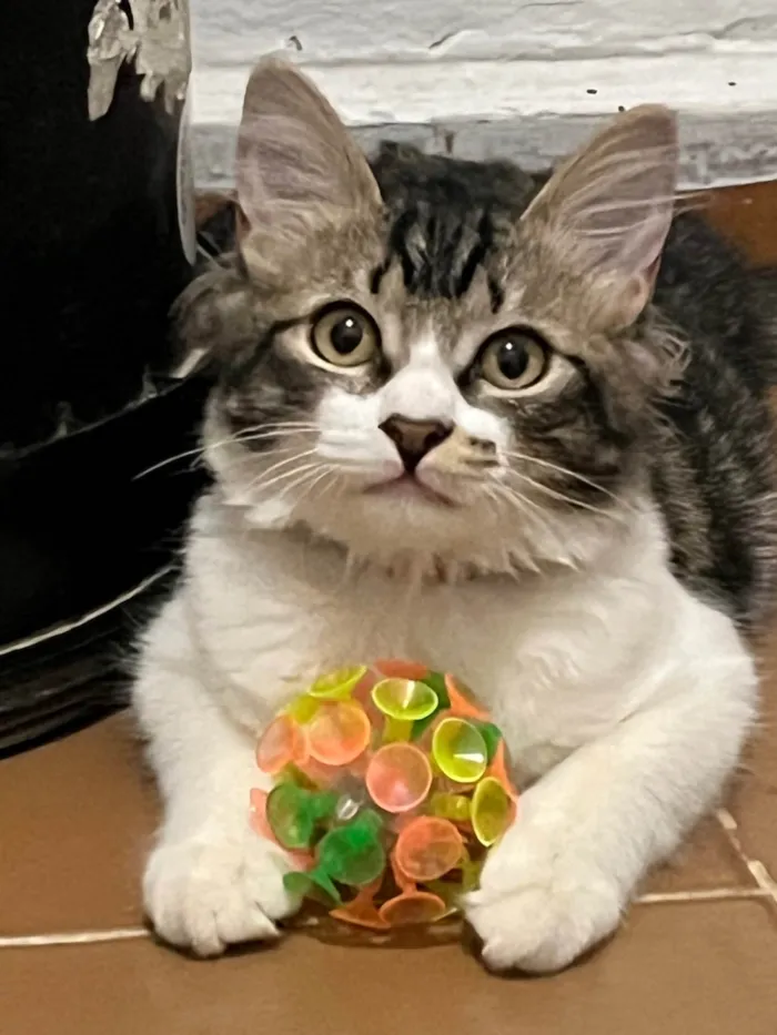 Gato ra a SRD-ViraLata idade 7 a 11 meses nome Luna 