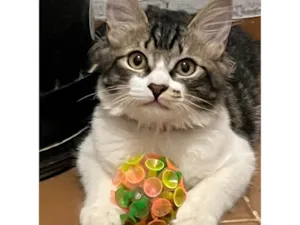 Gato raça SRD-ViraLata idade 7 a 11 meses nome Luna 