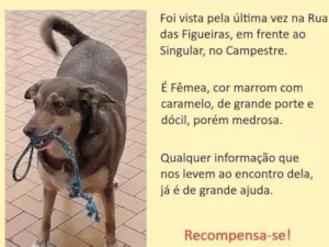Cachorro raça SRD-ViraLata idade 6 ou mais anos nome Bella