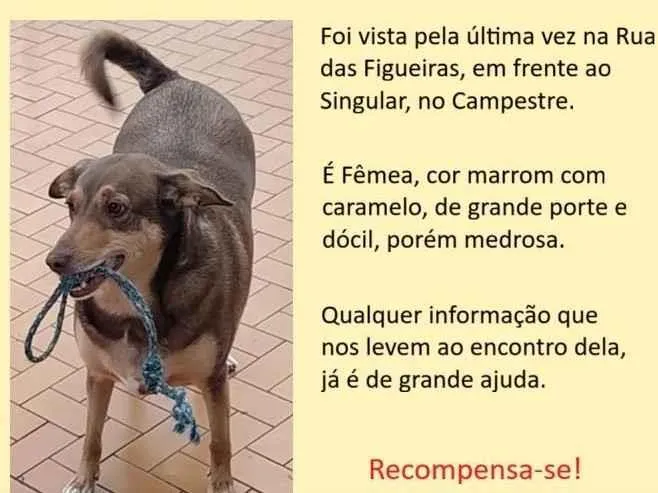 Cachorro ra a SRD-ViraLata idade 6 ou mais anos nome Bella