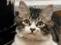 Gato raça SRD-ViraLata idade 7 a 11 meses nome Luna 