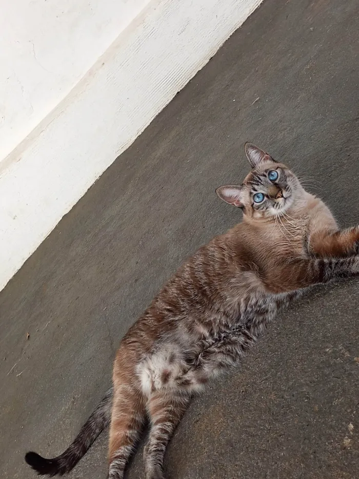Gato ra a Siamês idade 6 ou mais anos nome Mariay
