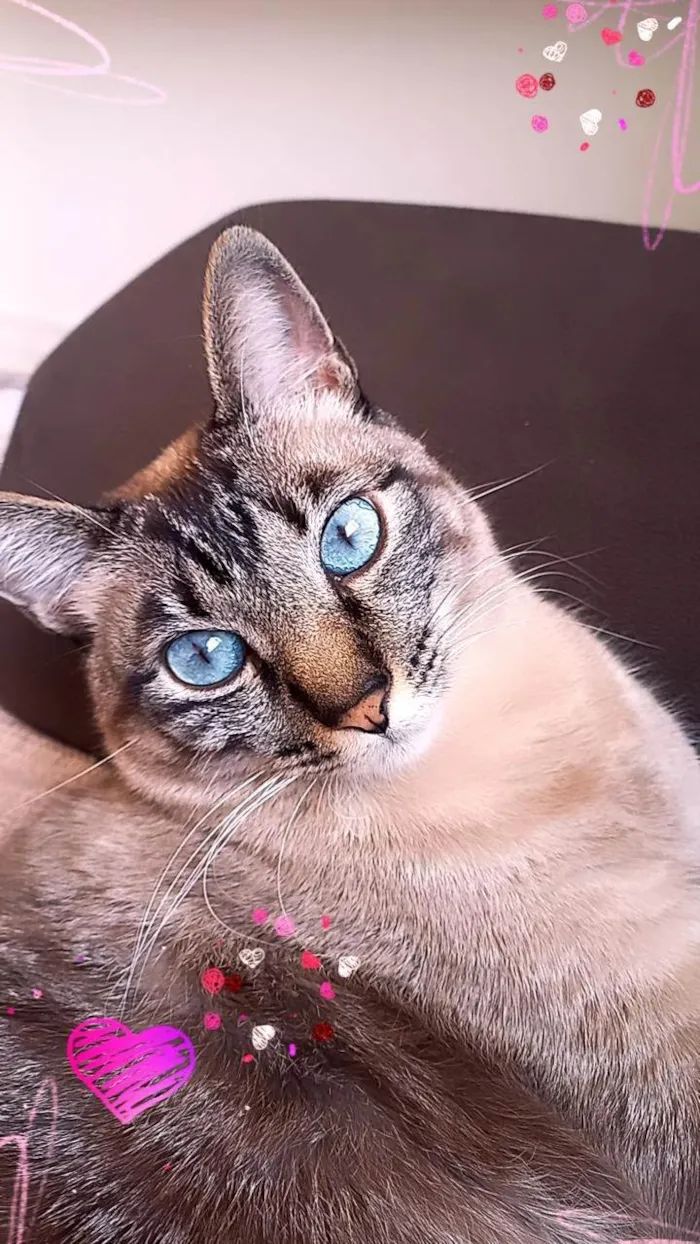Gato ra a Siamês idade 6 ou mais anos nome Mariay