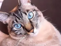 Gato ra a Siamês idade 6 ou mais anos nome Mariay