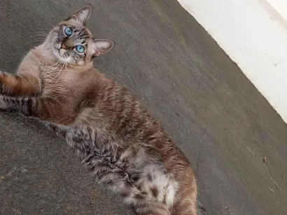 Gato raça Siamês idade 6 ou mais anos nome Mariay