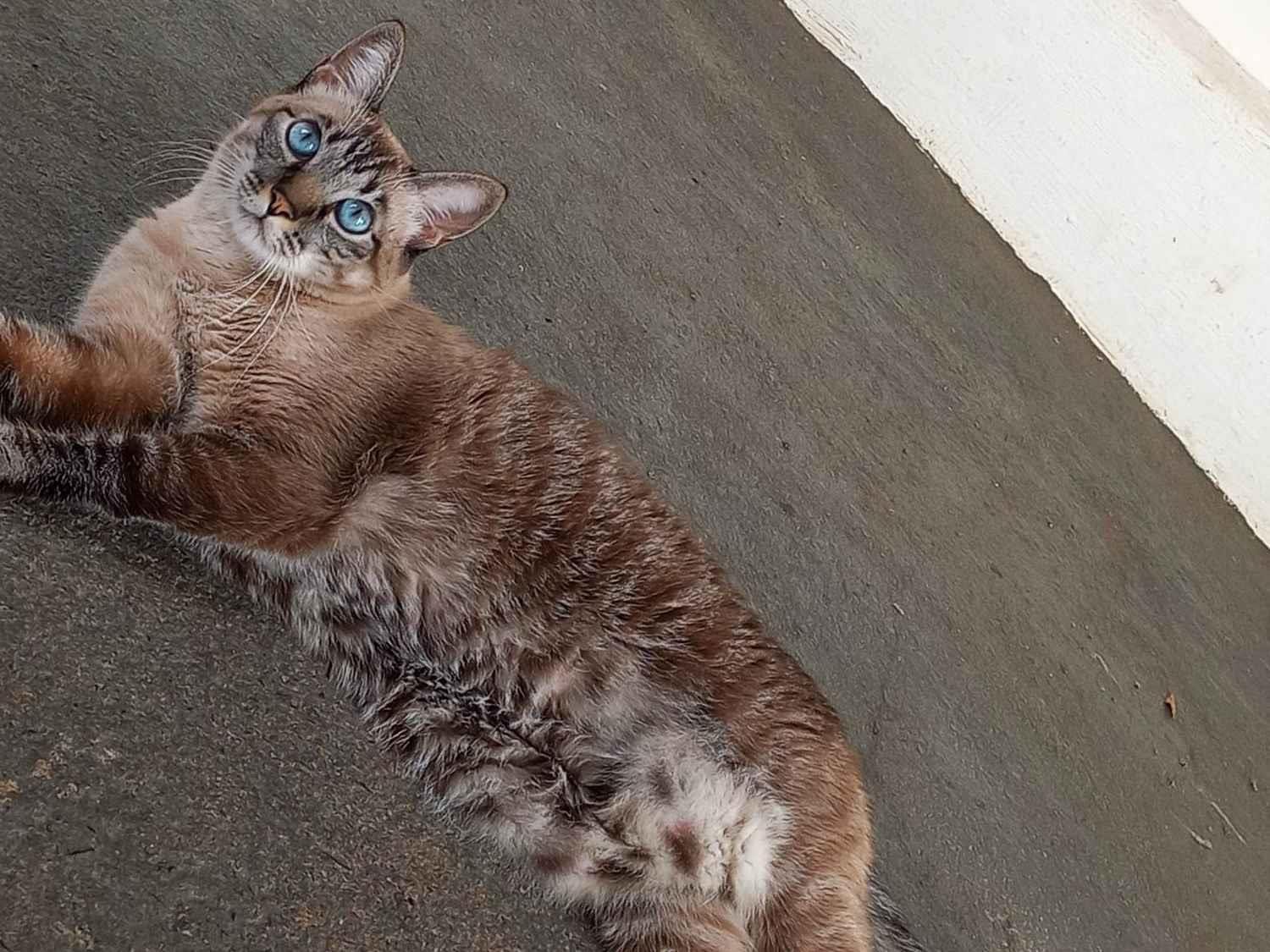 Gato ra a Siamês idade 6 ou mais anos nome Mariay