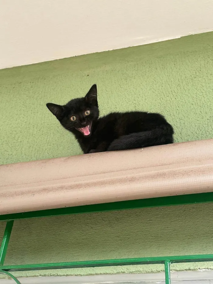 Gato ra a SRD-ViraLata idade Abaixo de 2 meses nome Sem Nome Ainda