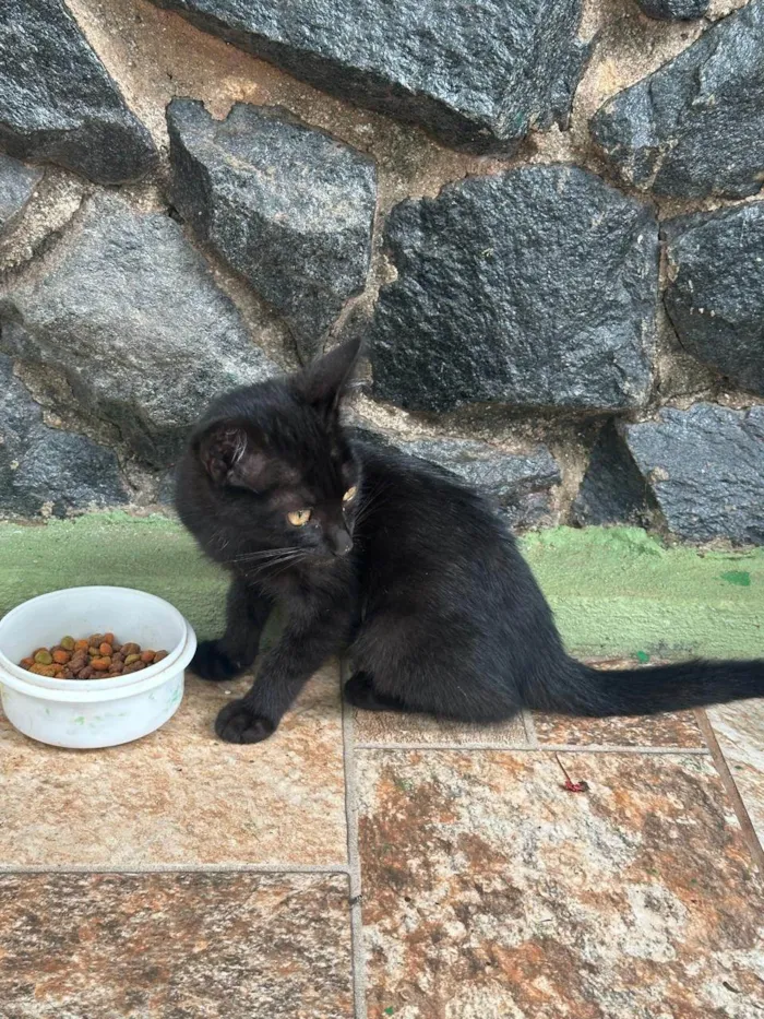 Gato ra a SRD-ViraLata idade Abaixo de 2 meses nome Sem Nome Ainda