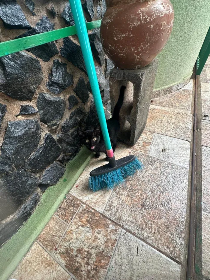 Gato ra a SRD-ViraLata idade Abaixo de 2 meses nome Sem Nome Ainda