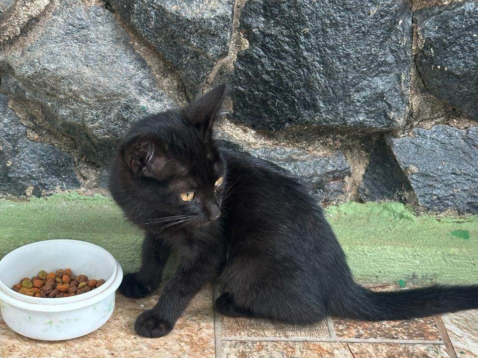 Gato ra a SRD-ViraLata idade Abaixo de 2 meses nome Sem Nome Ainda