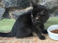 Gato ra a SRD-ViraLata idade Abaixo de 2 meses nome Sem Nome Ainda