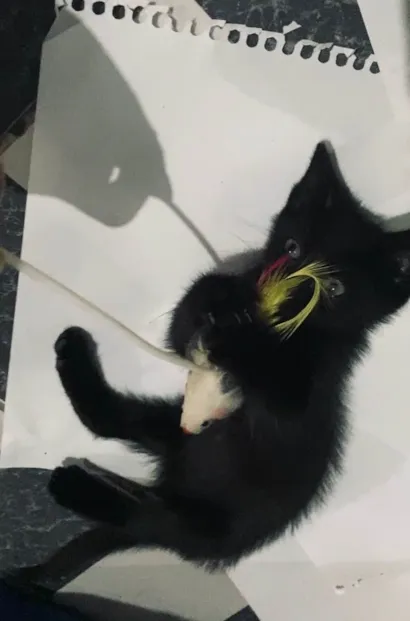 Gato ra a SRD-ViraLata idade Abaixo de 2 meses nome Maria 