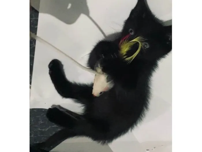 Gato ra a SRD-ViraLata idade Abaixo de 2 meses nome Maria 