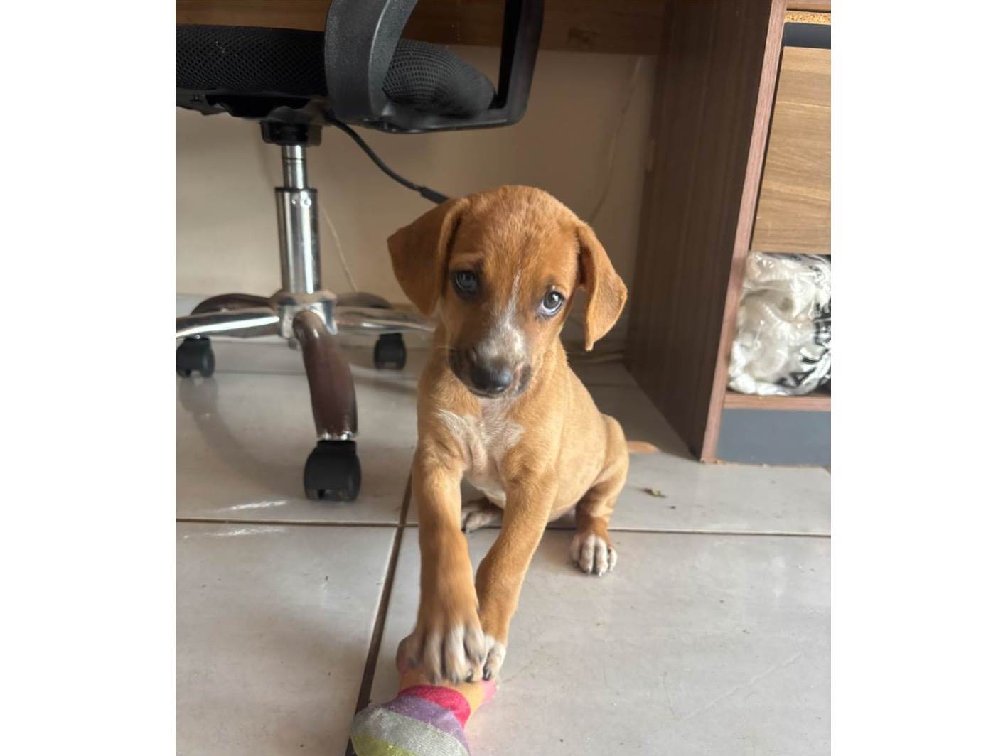 Cachorro ra a SRD-ViraLata idade Abaixo de 2 meses nome Ele não tem nome 