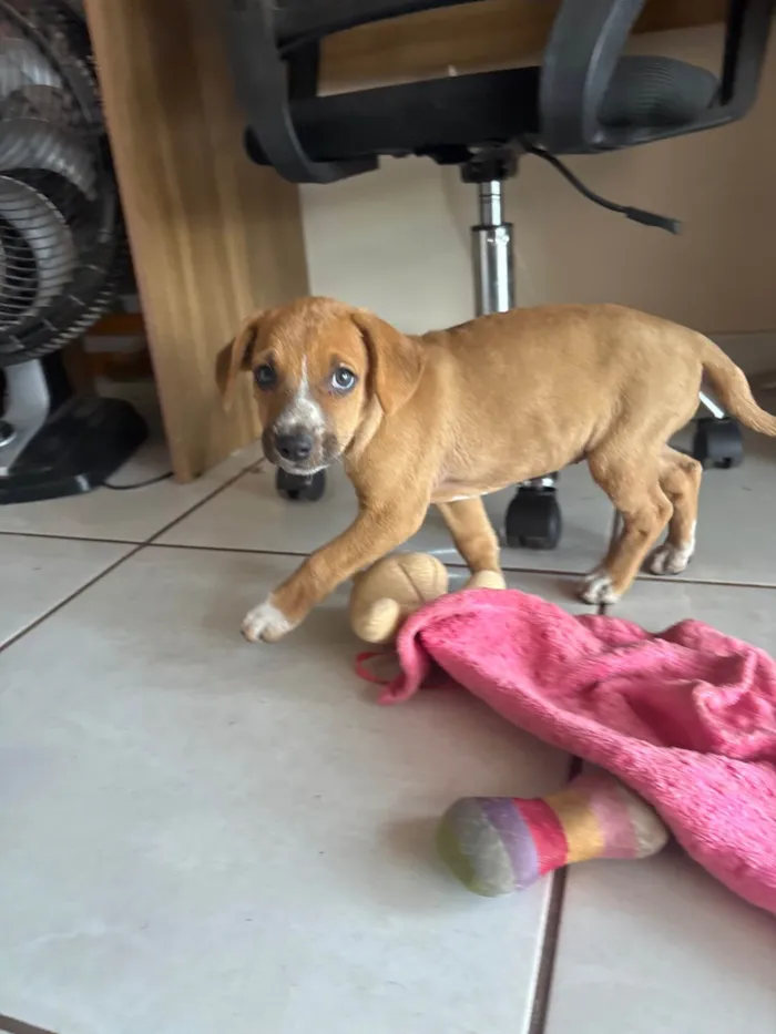 Cachorro ra a SRD-ViraLata idade Abaixo de 2 meses nome Ele não tem nome 