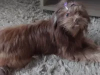 Cachorro raça Shitzu idade 6 ou mais anos nome Cacau