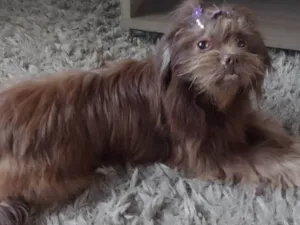 Cachorro ra a Shitzu idade 6 ou mais anos nome Cacau