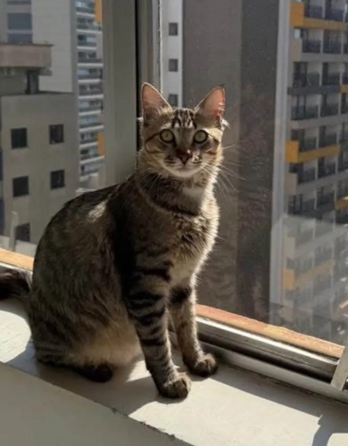 Gato ra a SRD-ViraLata idade 1 ano nome Xani 