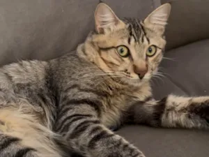Gato raça SRD-ViraLata idade 1 ano nome Xani 