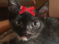 Gato raça SRD-ViraLata idade 2 a 6 meses nome Kika 