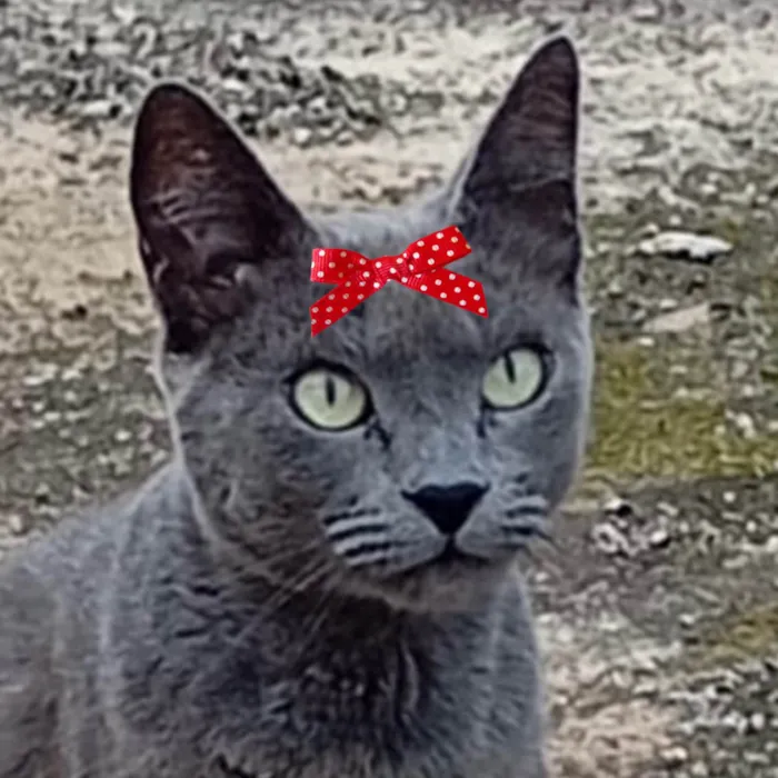 Gato ra a SRD-ViraLata idade 7 a 11 meses nome Safira 