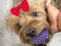 Cachorro ra a Yorkshire idade 7 a 11 meses nome Mel 