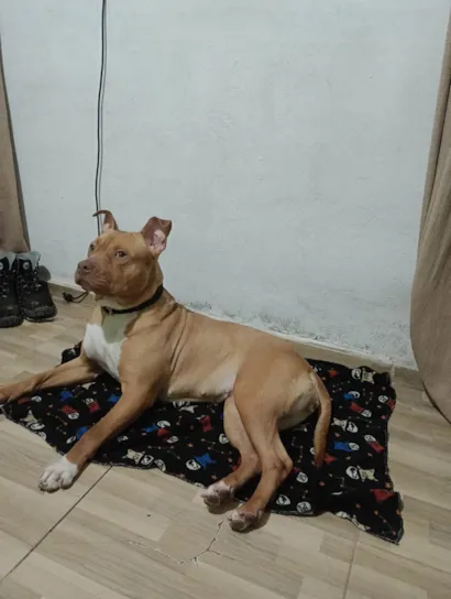 Cachorro raça Pit-Bull idade 2 anos nome IVAN DA SILVA SANTOS NETO
