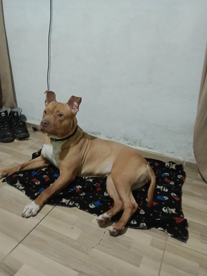 IVAN DA SILVA SANTOS NETO