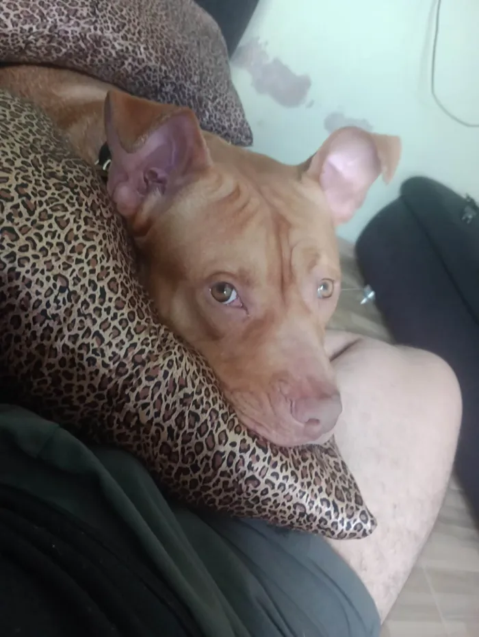 Cachorro ra a Pit-Bull idade 2 anos nome IVAN DA SILVA SANTOS NETO